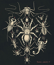 Arachnida Orders Design