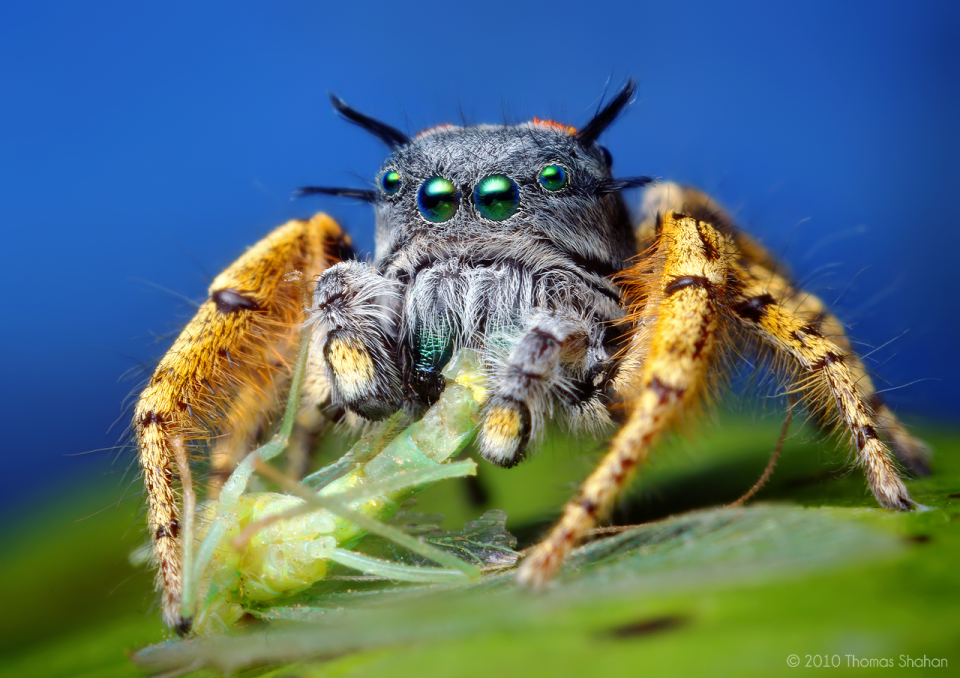 Résultat de recherche d'images pour "close up insects a wasp captured by a spider"