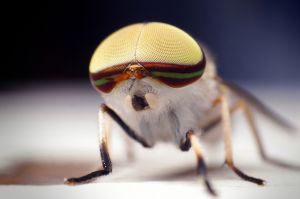 abanus lineola Male - Horse Fly