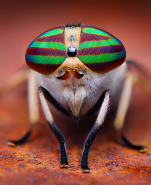Female Striped Horse Fly (Tabanus lineola)