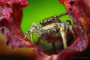 Adult Male Habronattus cognatus Jumping spider