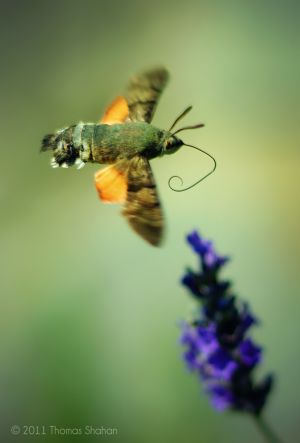 Hummingbird Hawk Moth - Macroglossum stellatarum - Arezzo, Italy