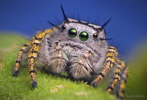 Adult Female Phidippus mystaceus Jumping Spider