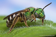 Agapostemon sp. - Oregon