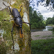 Bearded Weevil (Rhinostomus barbirostris) - Cayo District, Belize