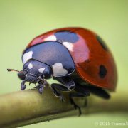 Coccinella septempunctata at 2:1 - Oregon