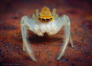 Adult Male Hentzia mitrata Jumping Spider