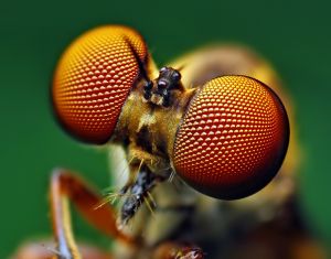 Holcocephala fusca Robber Fly