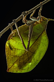 Katydid - Belize