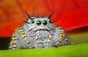 Adult Female Phidippus mystaceus Jumping Spider