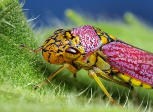 Oncometopia orbona Leafhopper