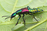 Phanolinus sp Rove Beetle - Mindo, Ecudaor