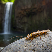 Plecopteran below Abiqua Falls - Oregon