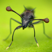 Stalk-Eyed Fly (Diasemopsis sp) - Gorongosa National Park, Mozambique