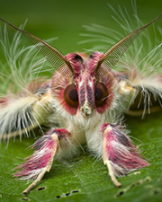 Walker's Moth (Sosxetra grata) - Belize