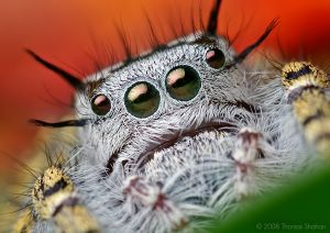 Adult Female Phidippus mystaceus Jumping Spider
