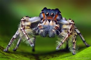 Adult Male Phidippus putnami Jumping Spider