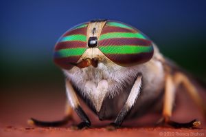 Female Tabanus lineola Horse Fly